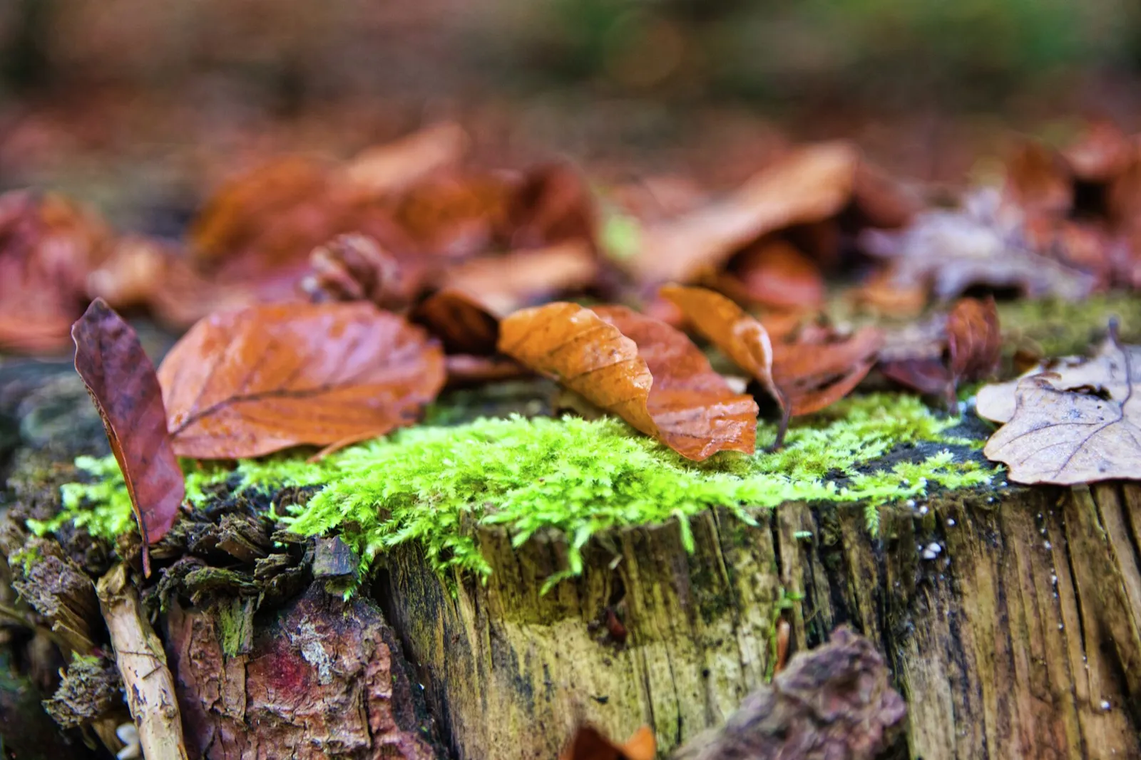 Herbstlaub auf Baumstumpf