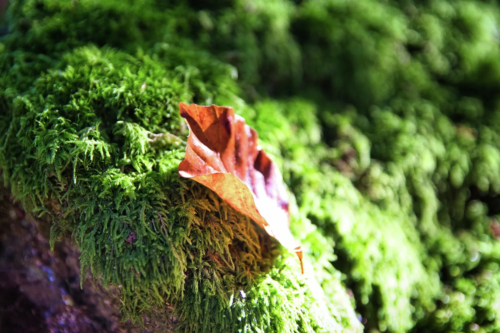 Moos mit Herbstblatt