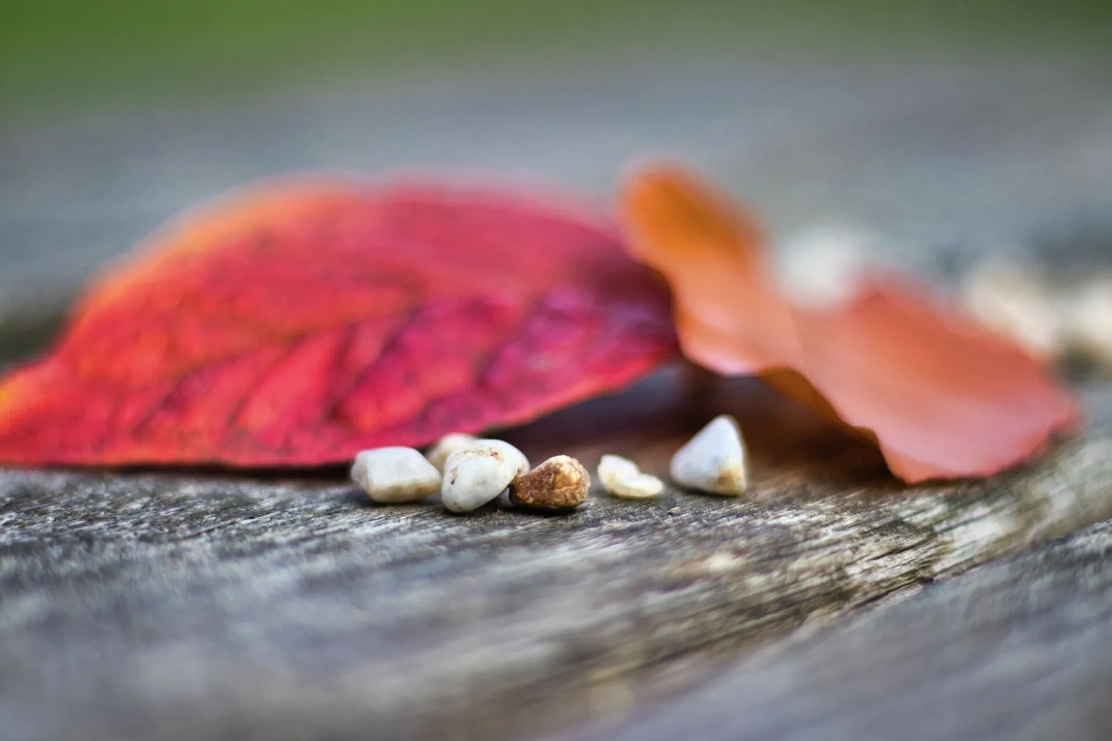 Rotes Herbstblatt mit Steinchen